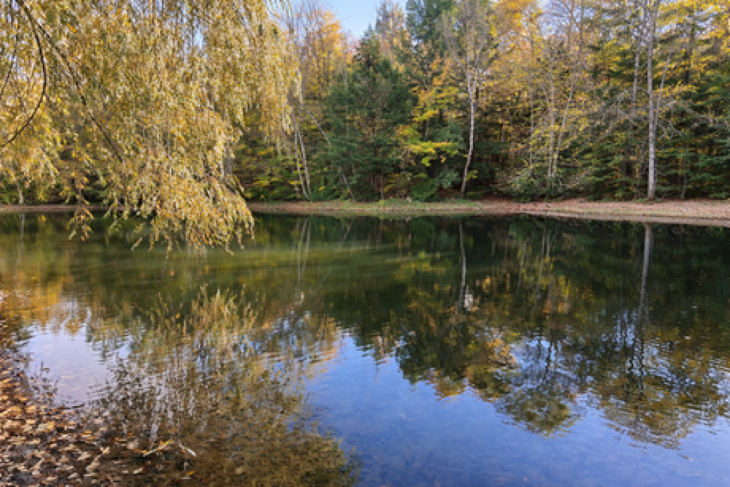 15660 Kennedy Rd, Stouffville - 24 Acres with 2 Acre Pond and Mature Forests