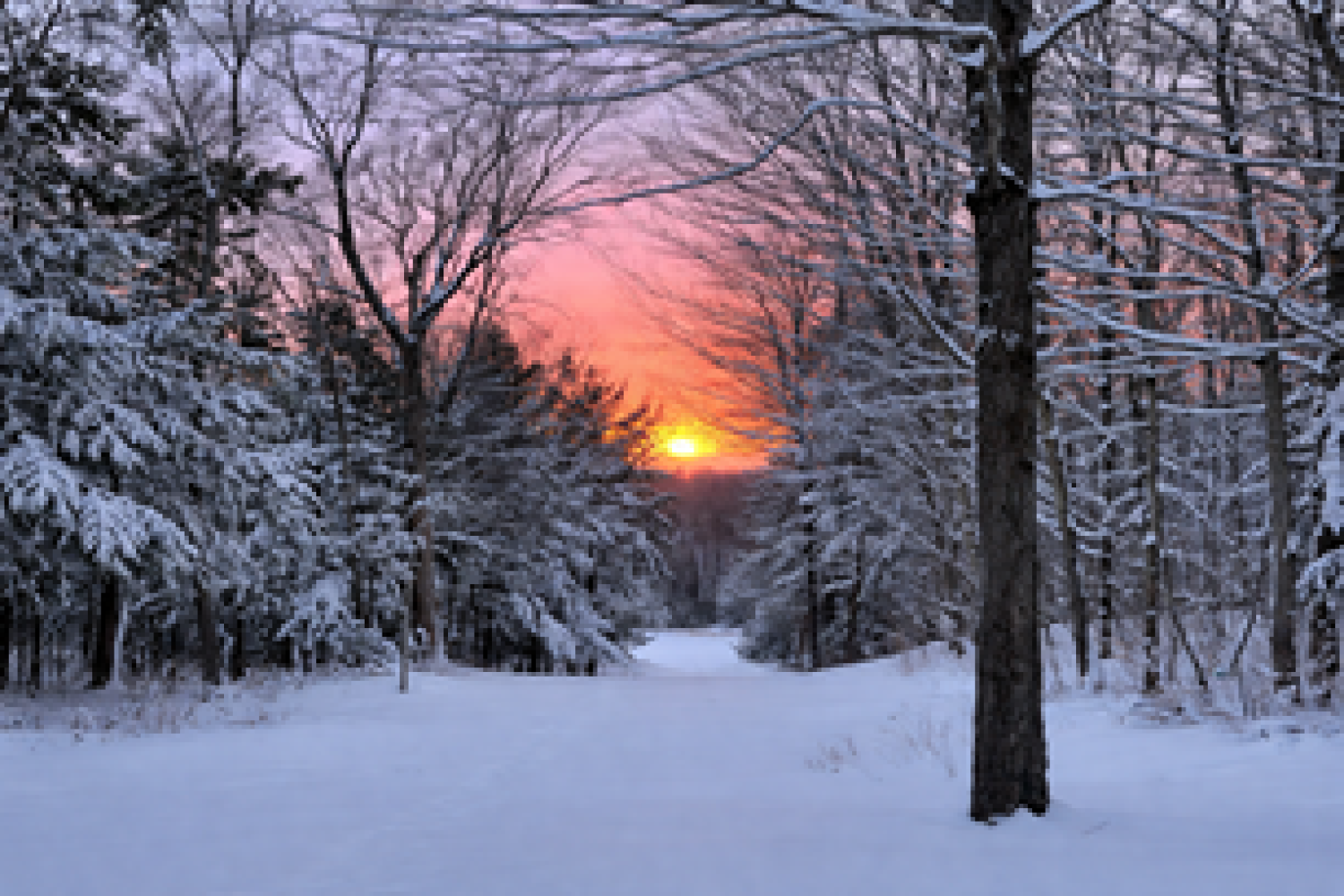 15660 Kennedy Rd, Stouffville - 24 Acres with 2 Acre Pond and Mature Forests